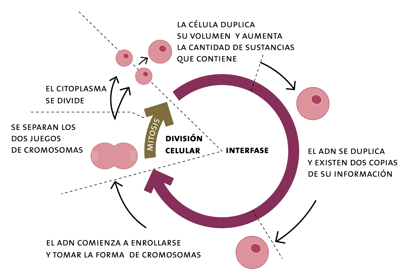 Vida celular