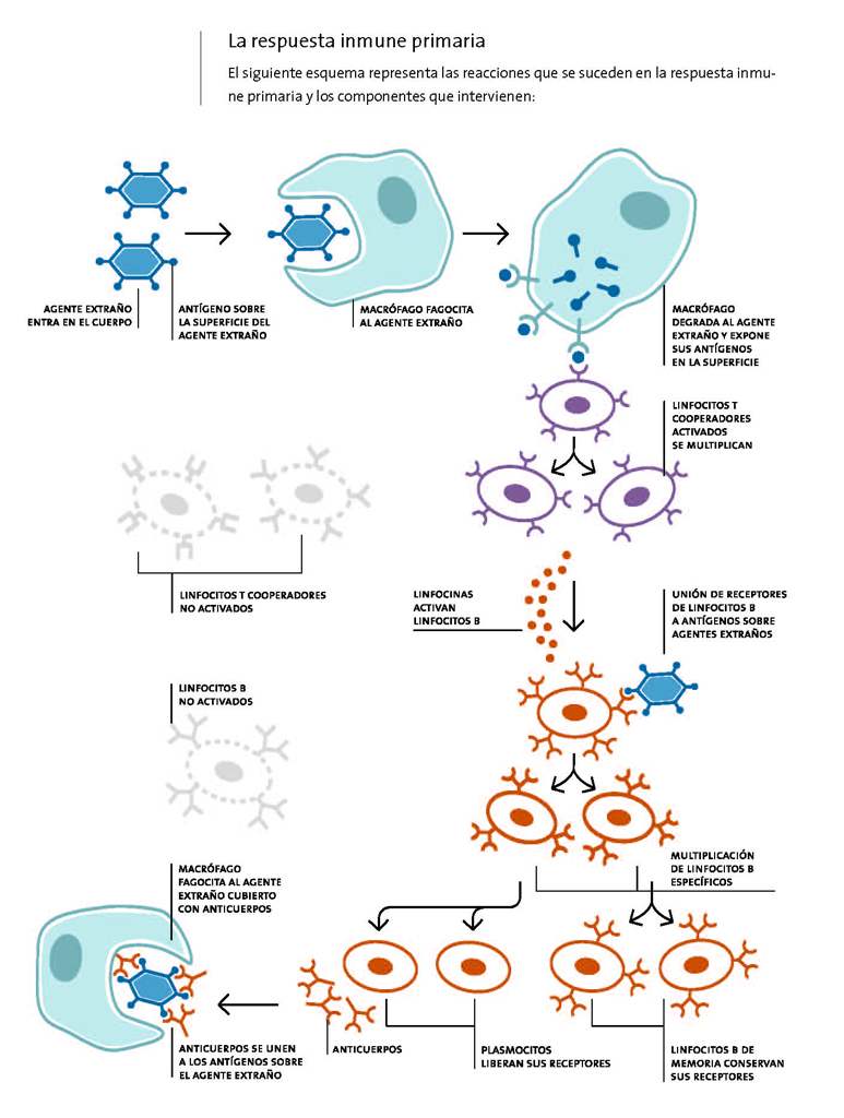 Respuesta inmune primaria