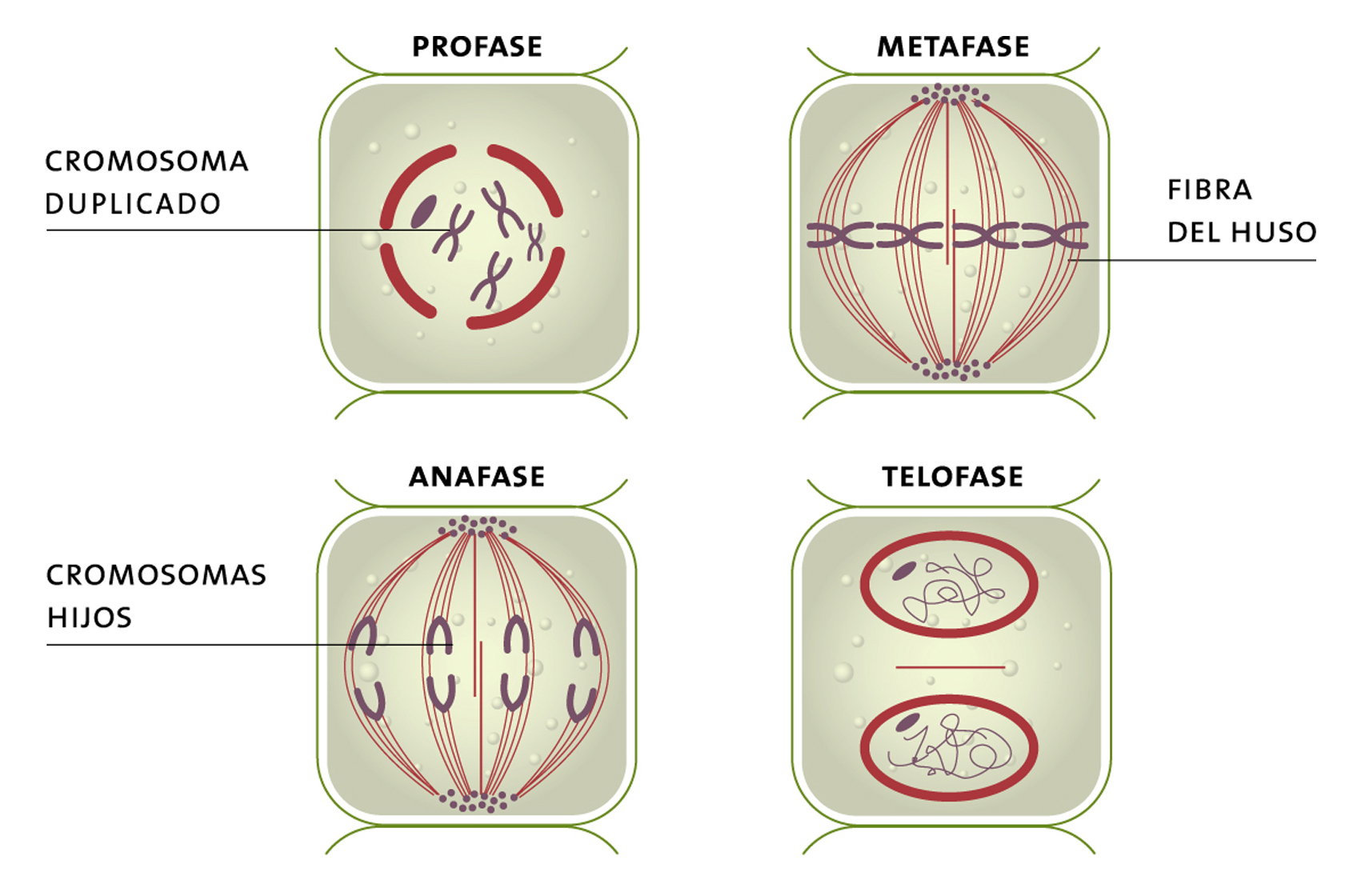 Etapas de la mitosis