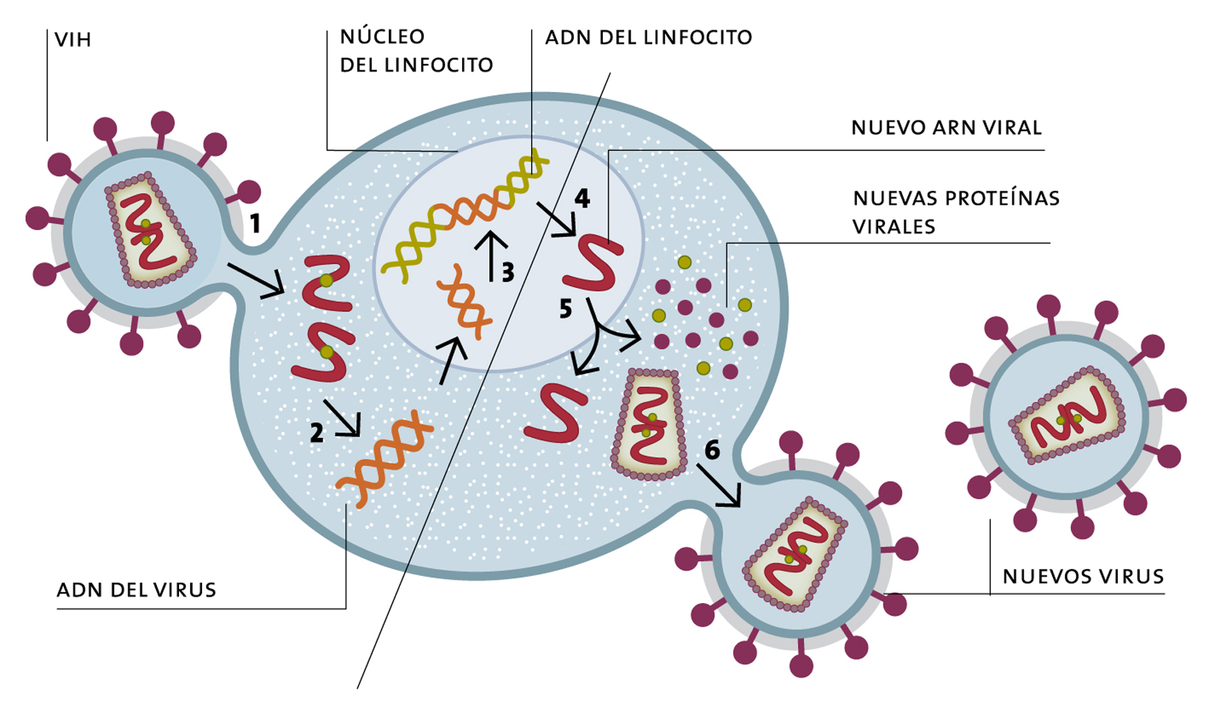 Ingreso del virus del VIH en la célula