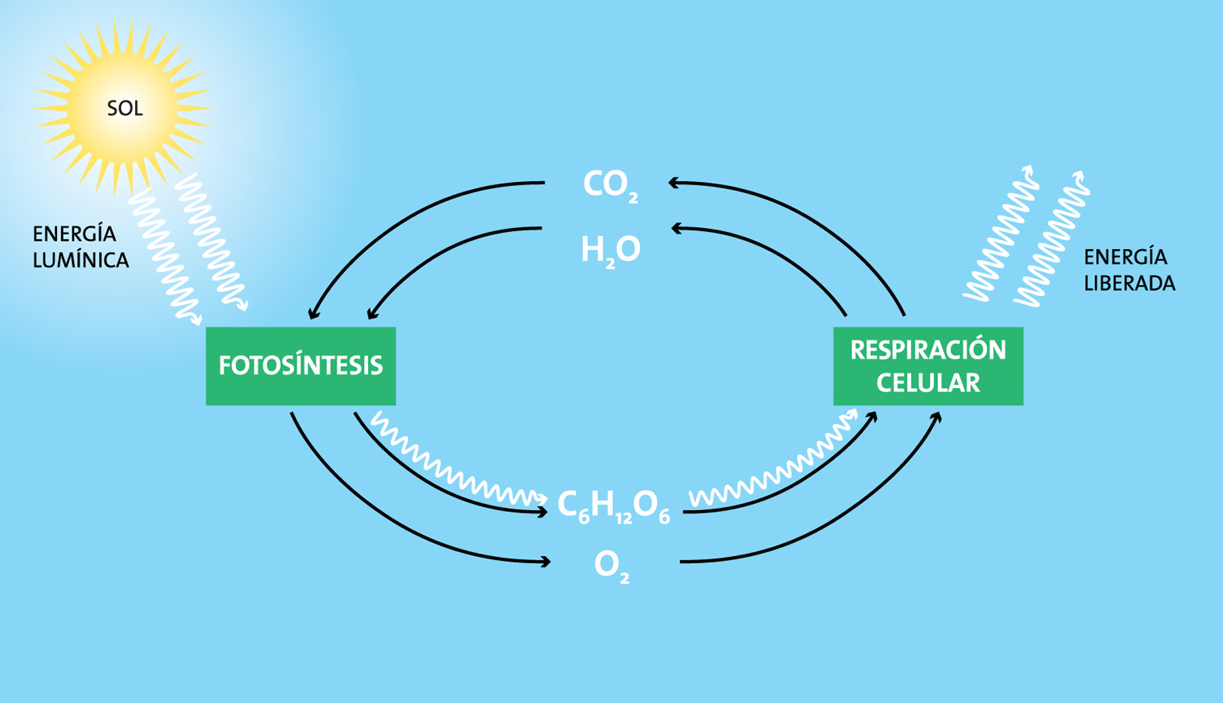 Fotosíntesis y respiración celular