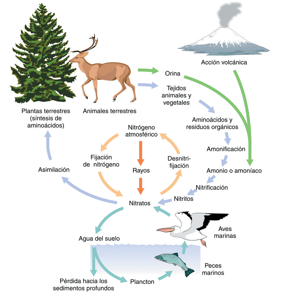 Ciclo del nitrógeno. Esquema