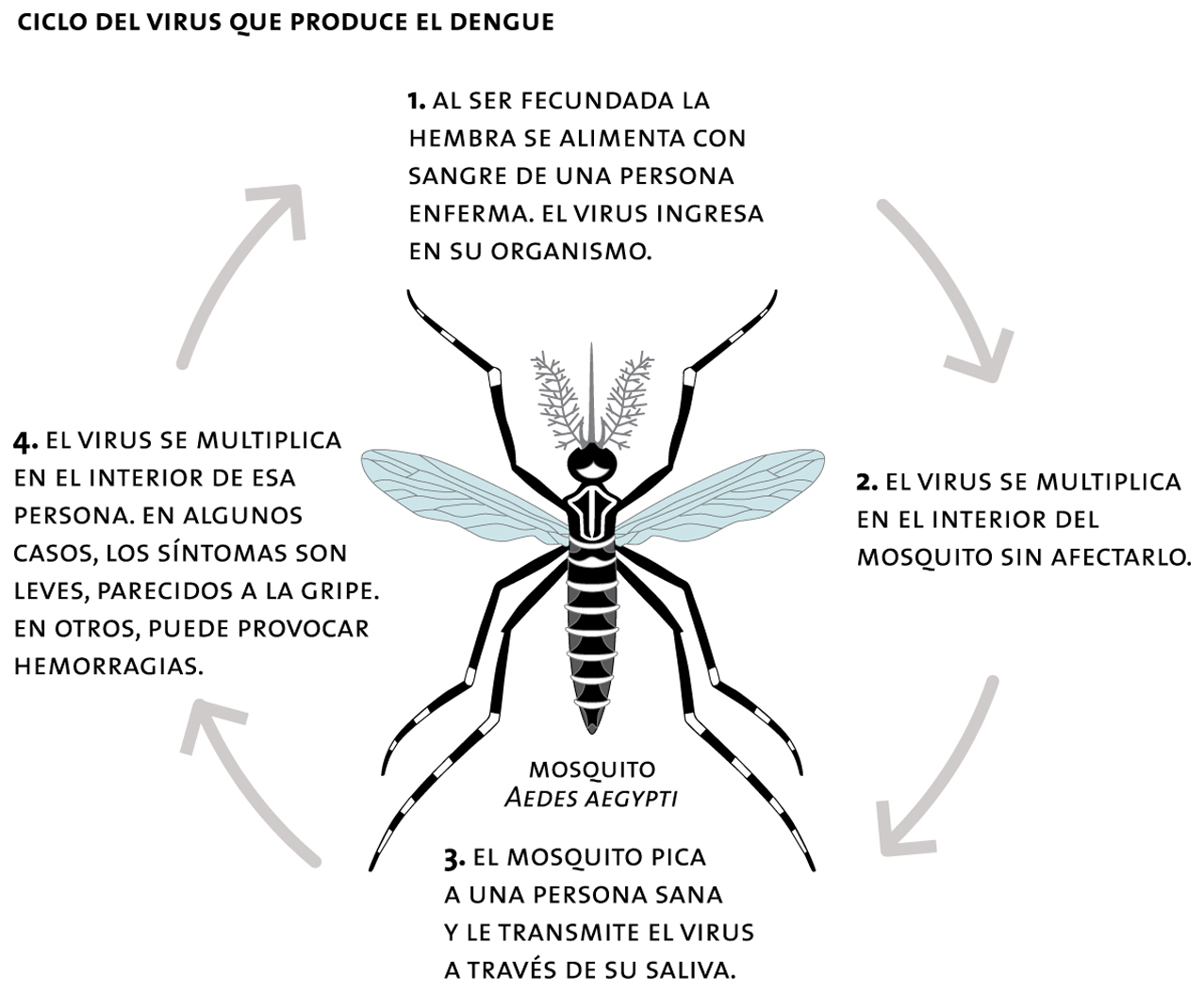 Ciclo del virus que produce el dengue