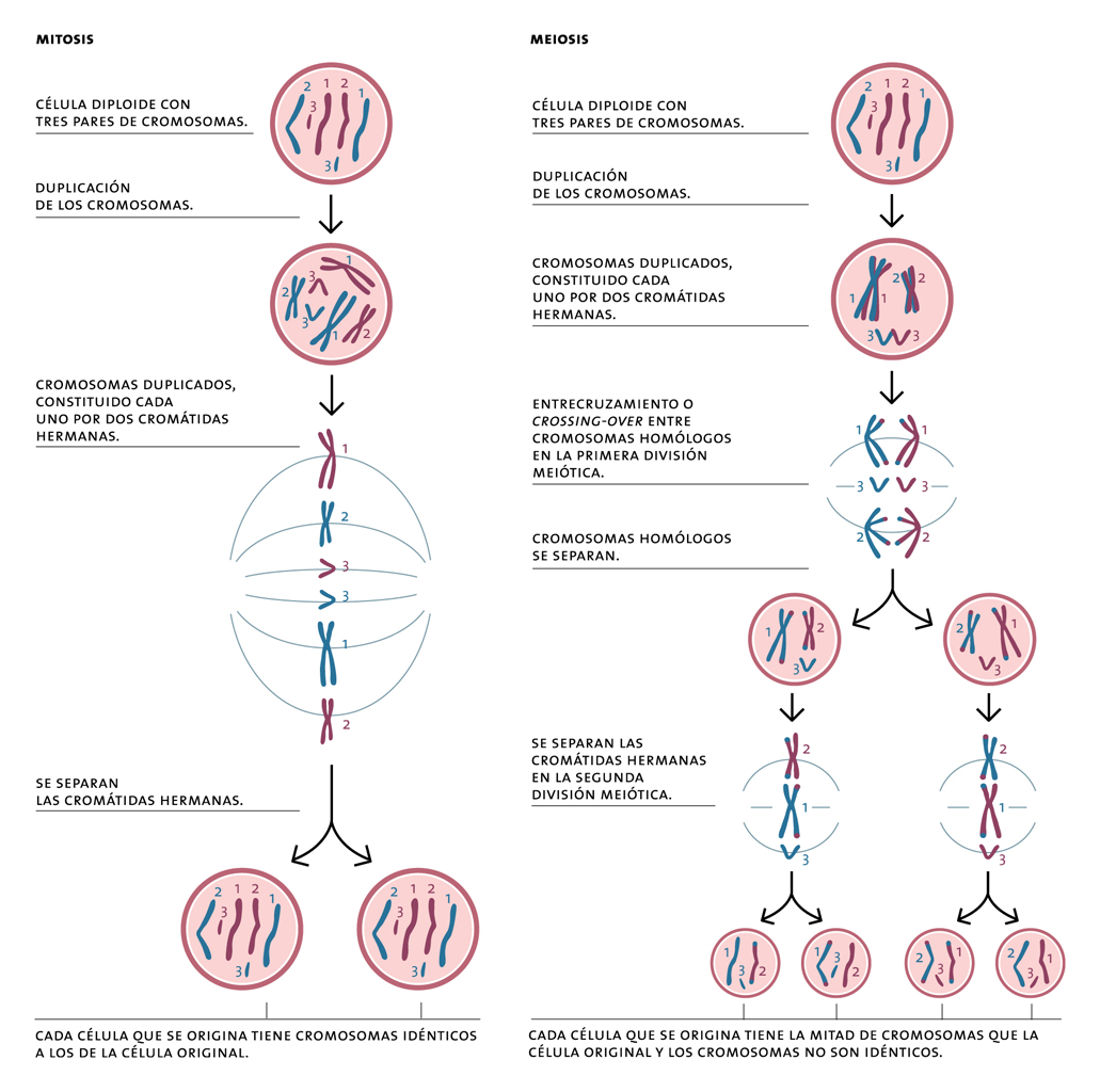 Esquema de procesos de mitosis y meiosis