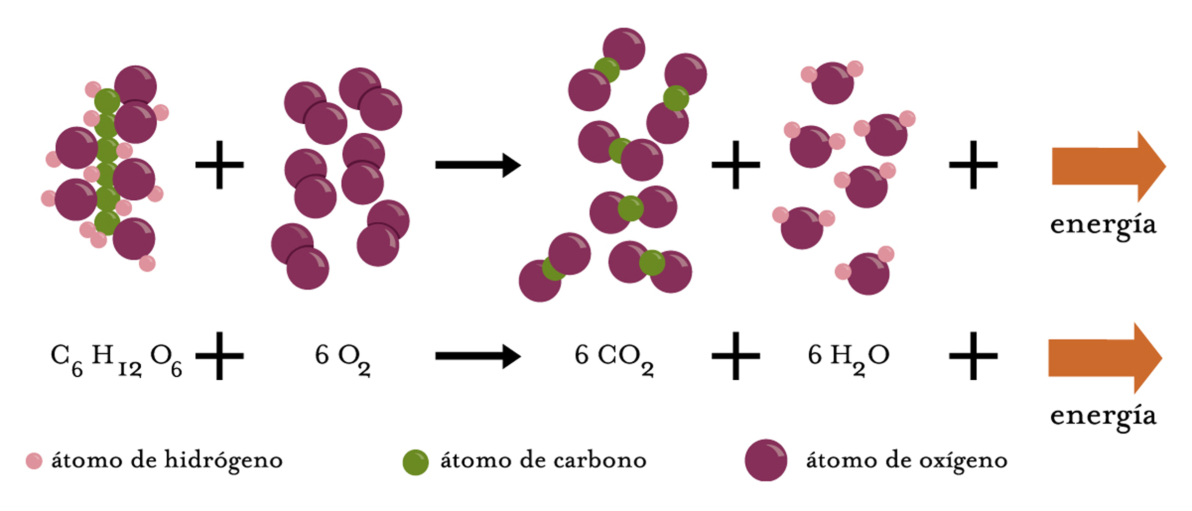 Esquema de la respiración celular