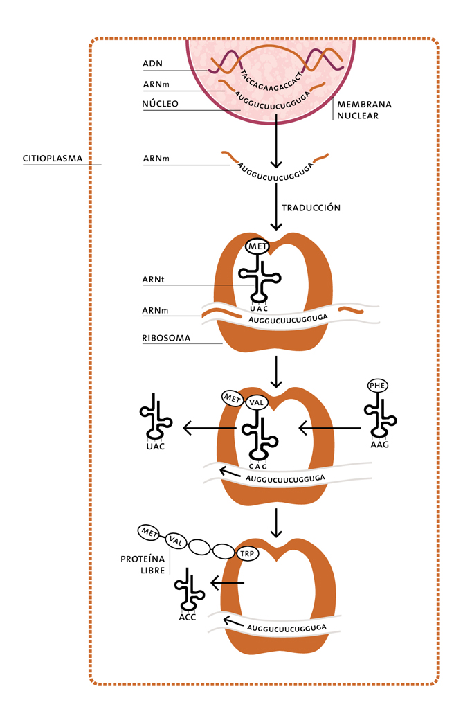 Esquema de fabricación de una proteína