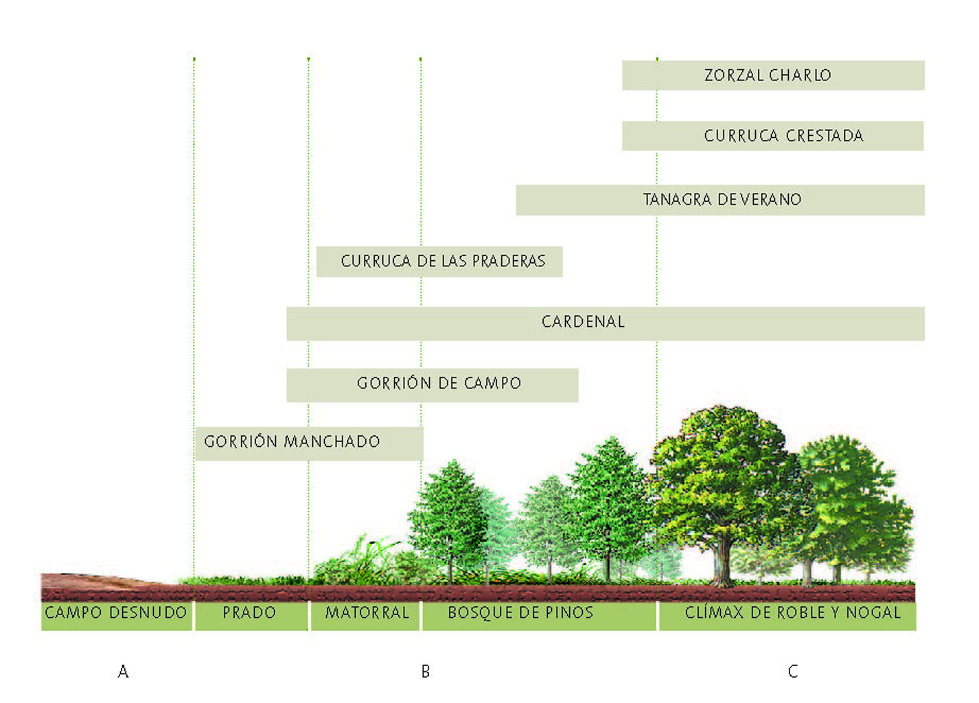 Esquema sucesión ecológica