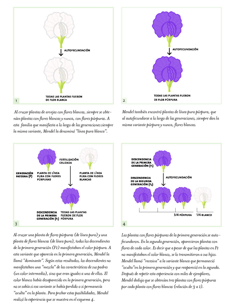 Esquema de la experiencia de Mendel (Herencia)