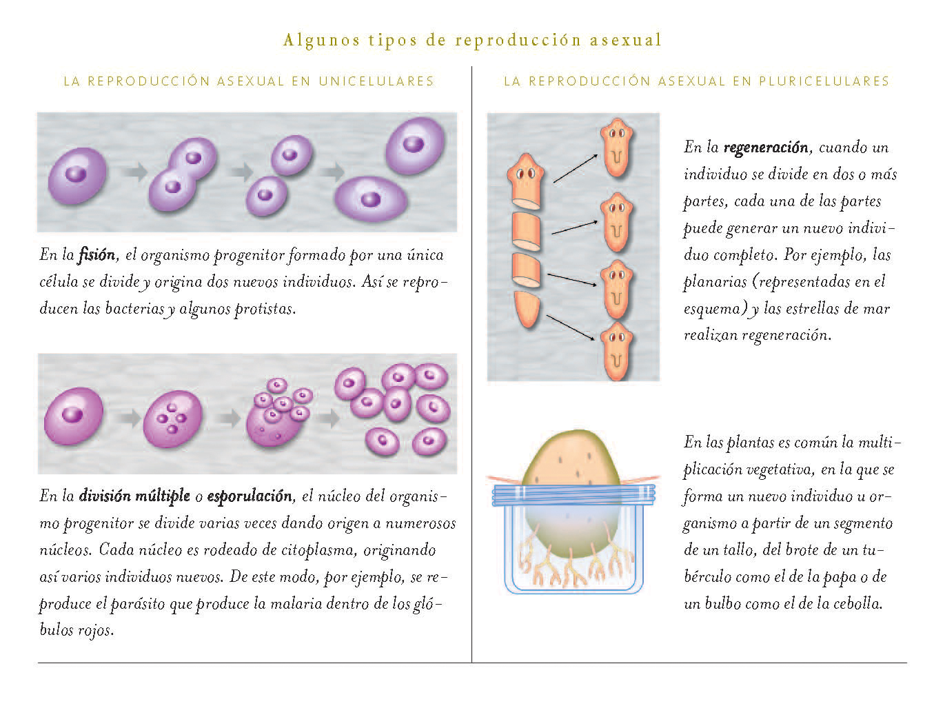 Diferentes tipos de reproducción asexual