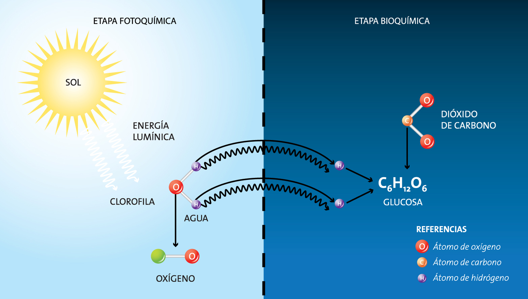 Esquema de la fotosíntesis