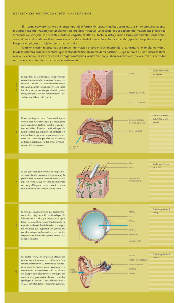 Receptores de información. Los sentidos