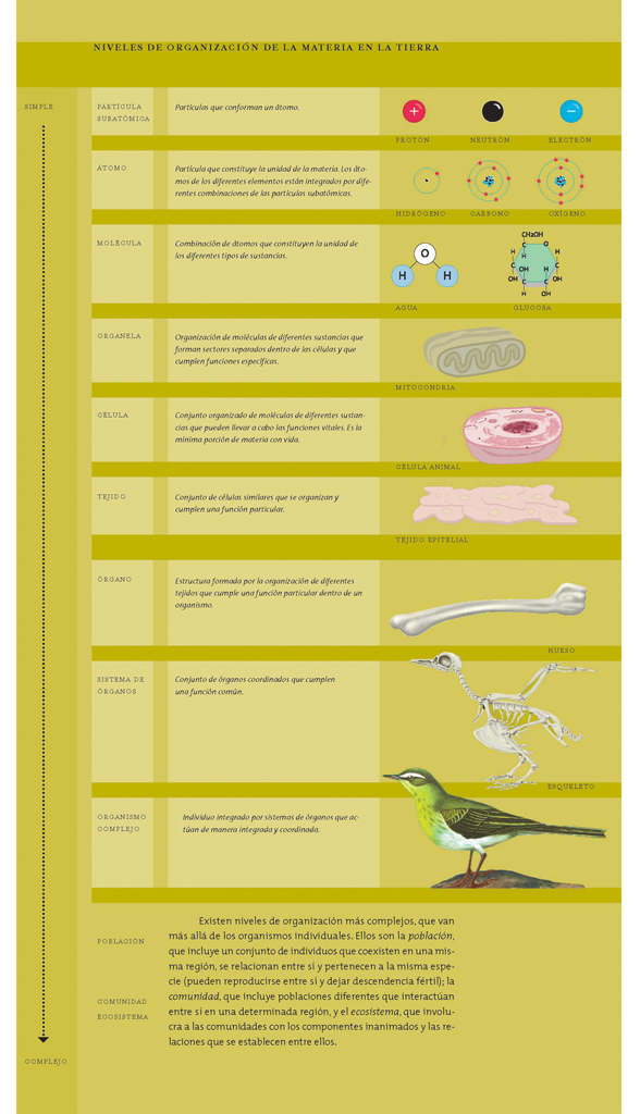 Niveles de organización de la materia en la Tierra