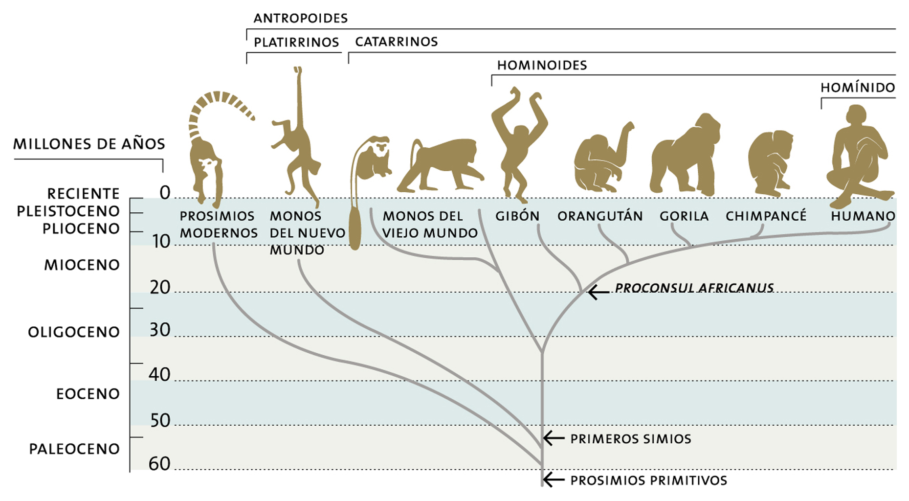 Árbol evolutivo de los primates