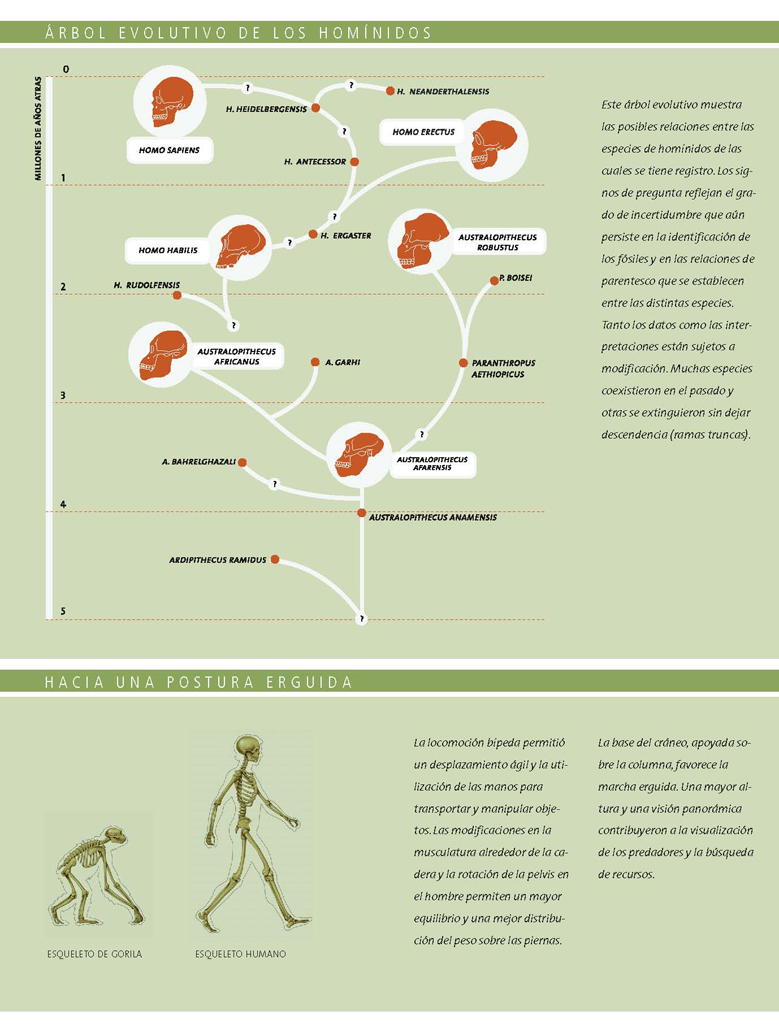 Árbol evolutivo de los homínidos