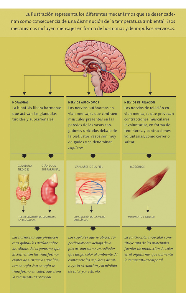 Sistema endocrino