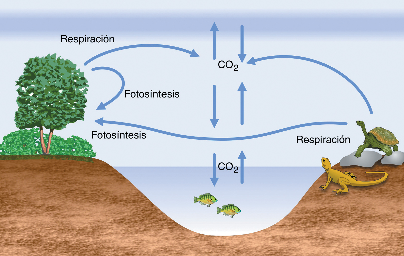 Ciclo del carbono. Esquema