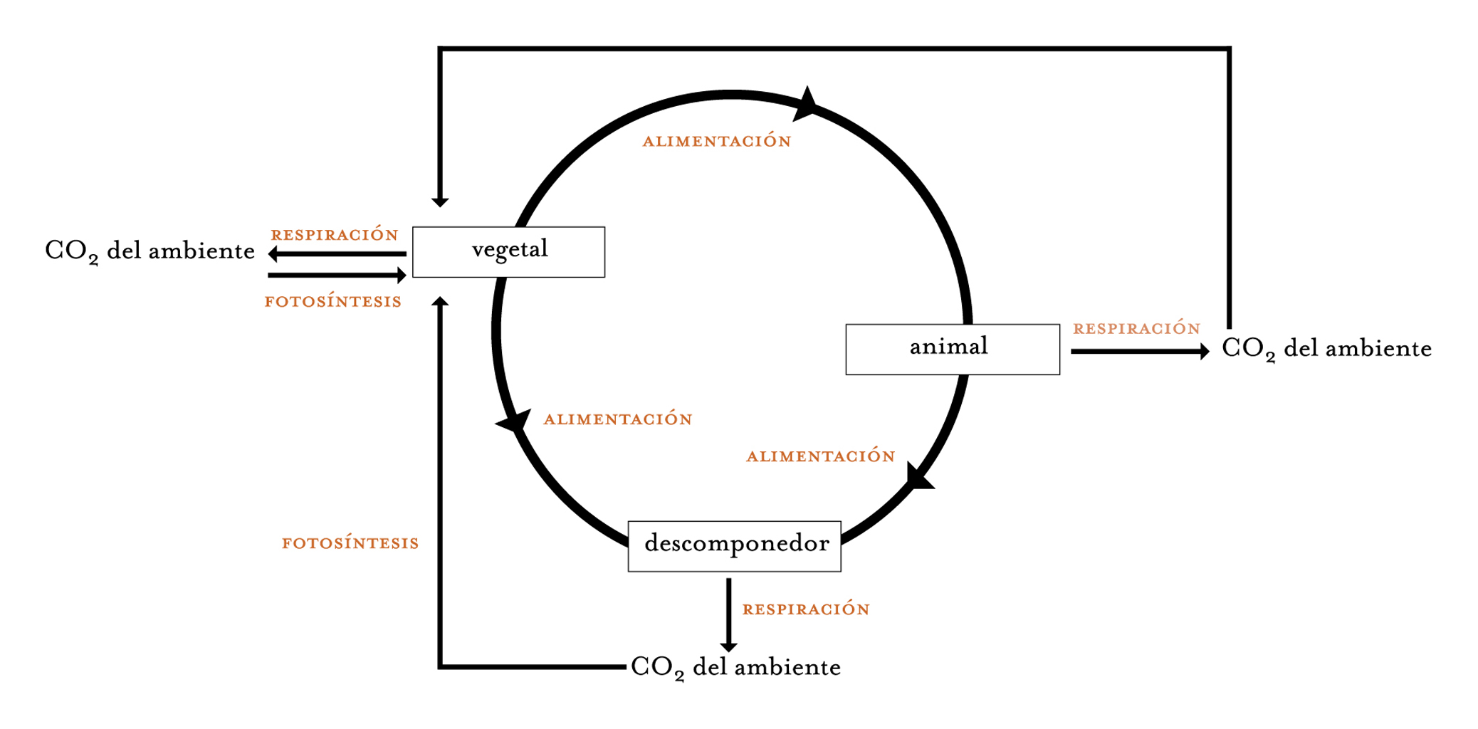 Ciclo del átomo de carbono. Esquema