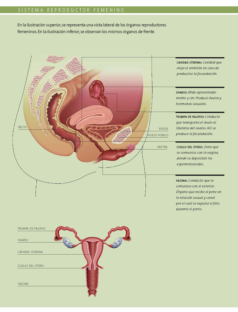 Sistema reproductor femenino