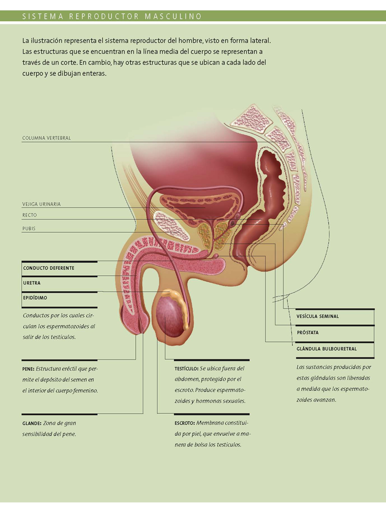 Sistema reproductor masculino