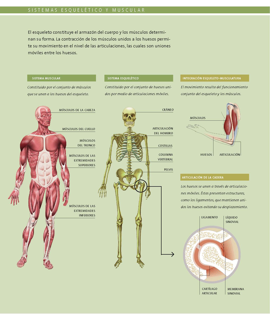 Sistema esquelético y muscular