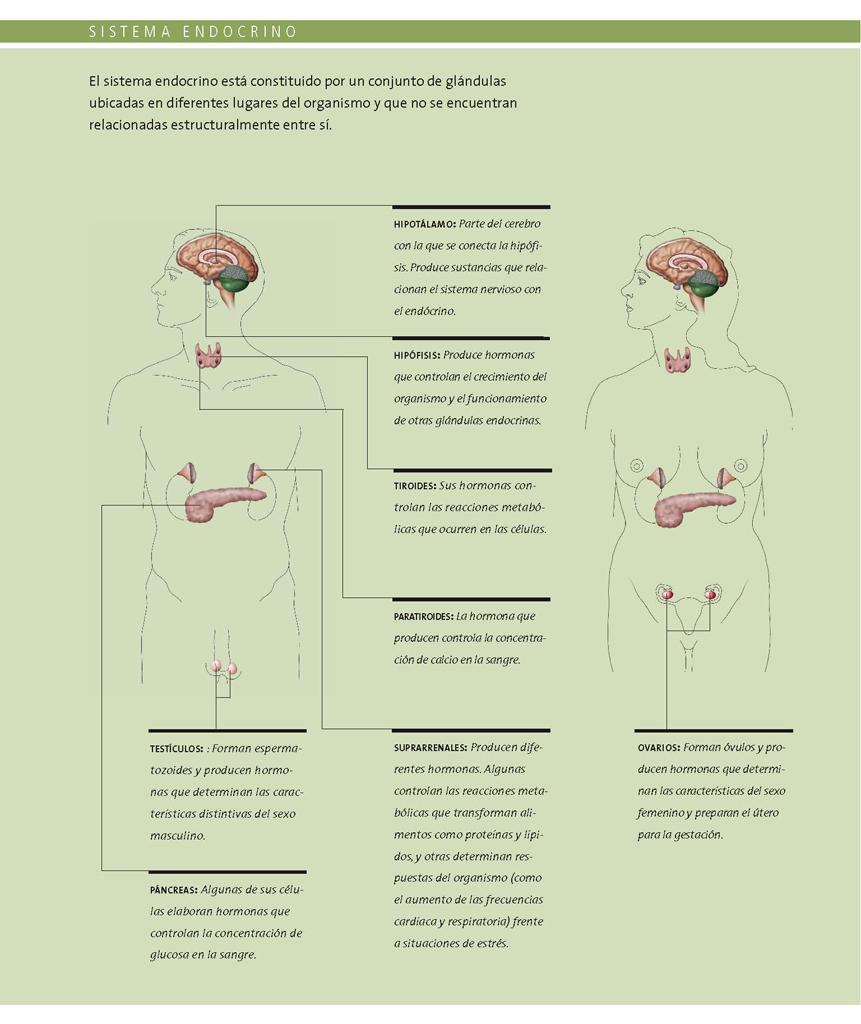 Sistema endocrino