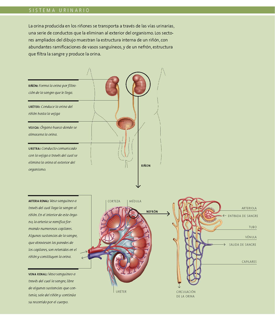 Sistema urinario