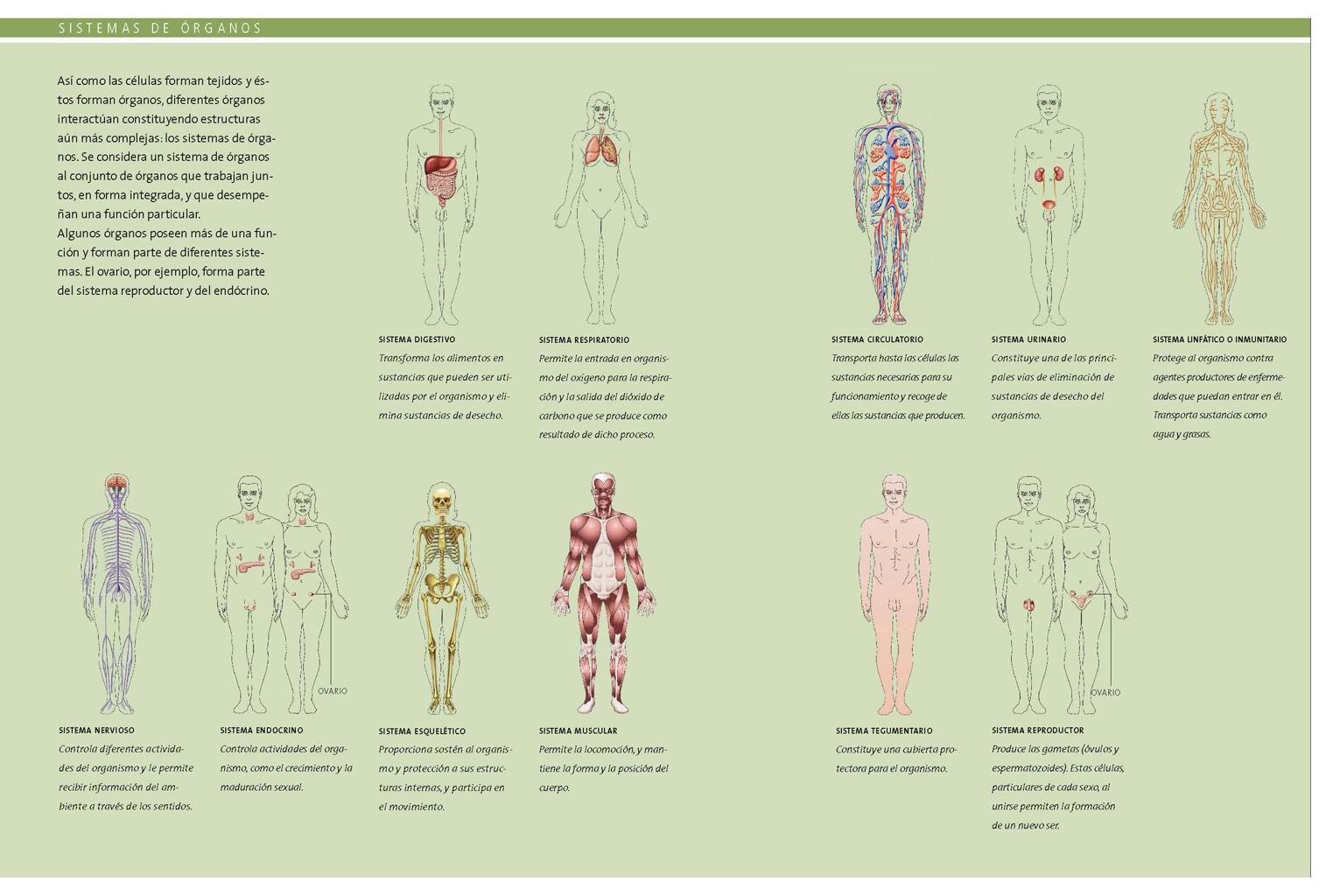 Sistemas de órganos