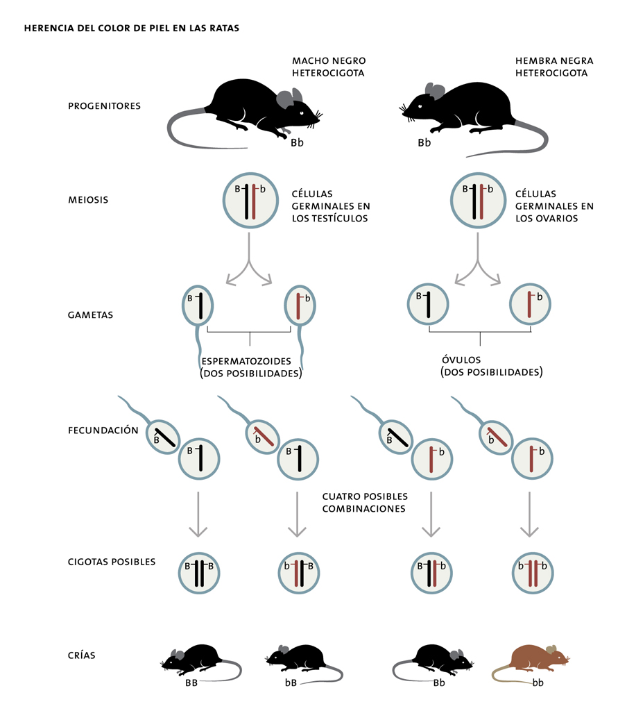 Esquema de herencia del color de piel en las ratas