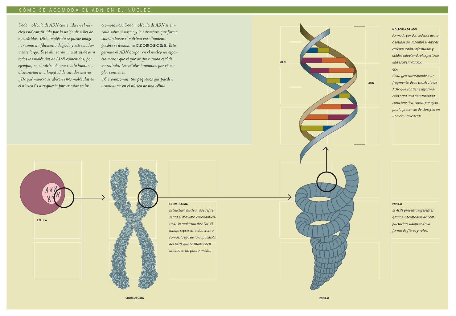 Cómo se acomoda el ADN en el núcleo