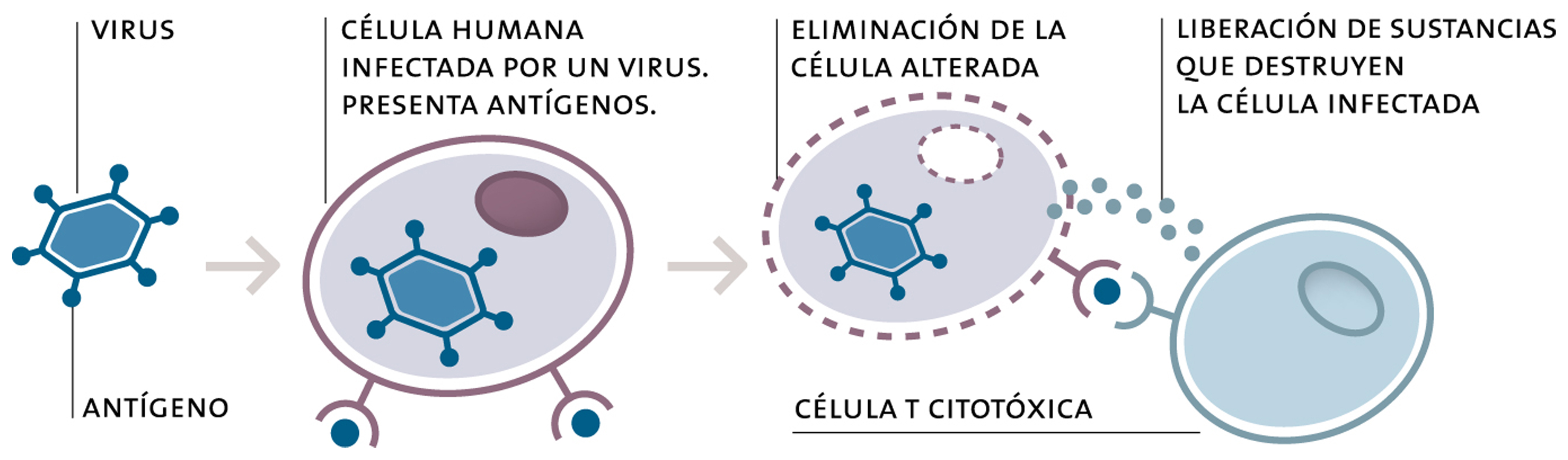 Linfocito contra las células