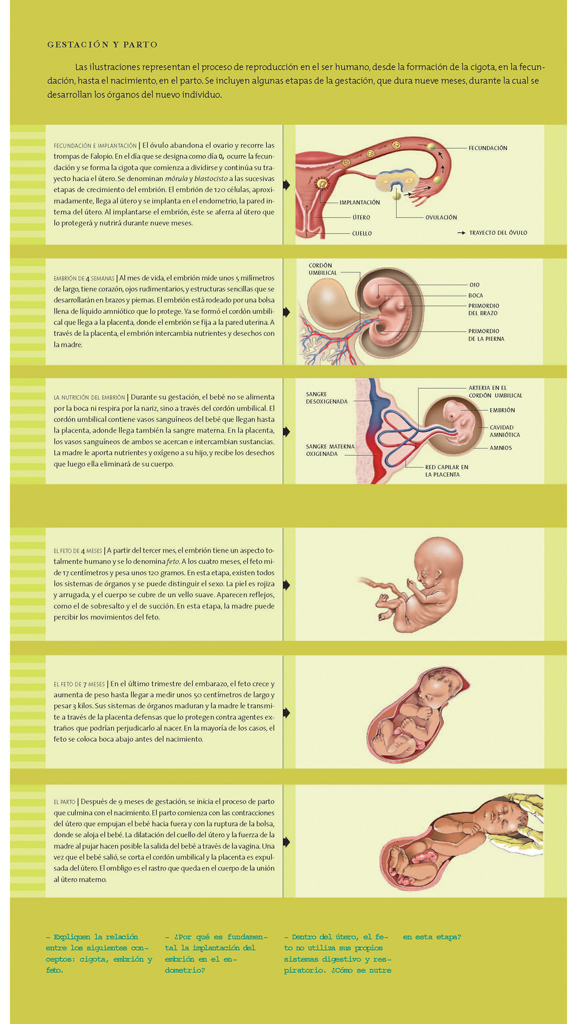 Gestación y parto
