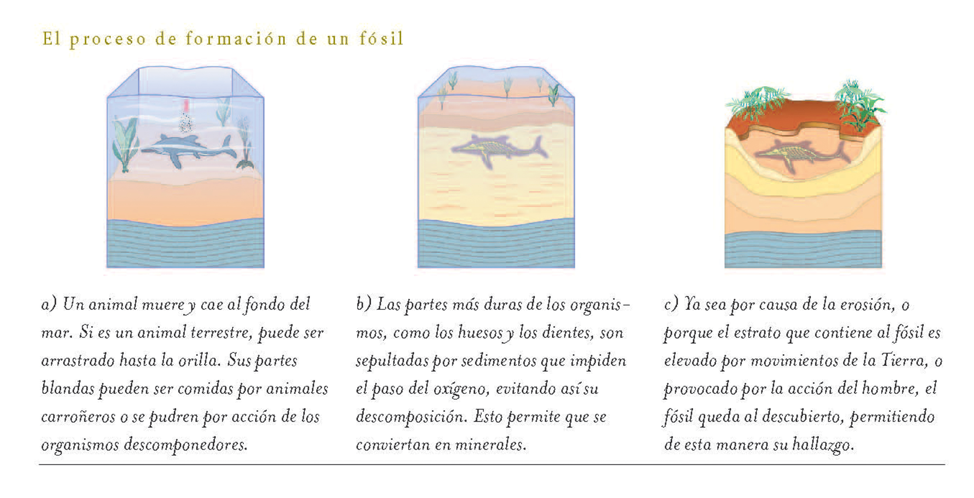 Proceso de formación de un fósil