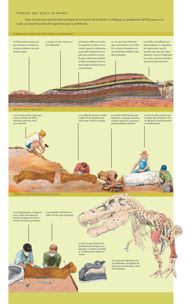 Fósiles: del suelo al museo