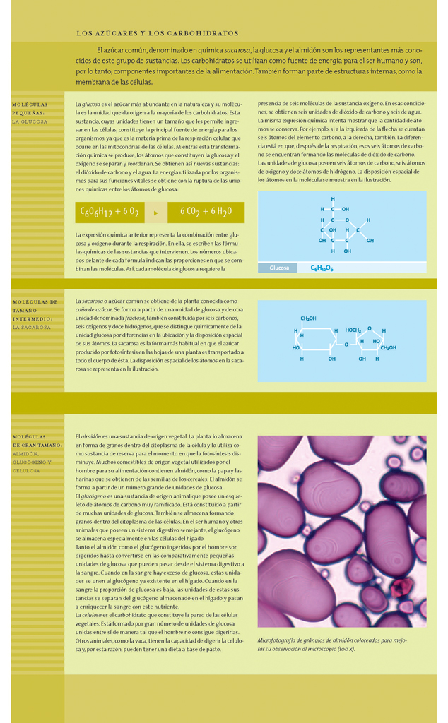 Los azúcares y los carbohidratos