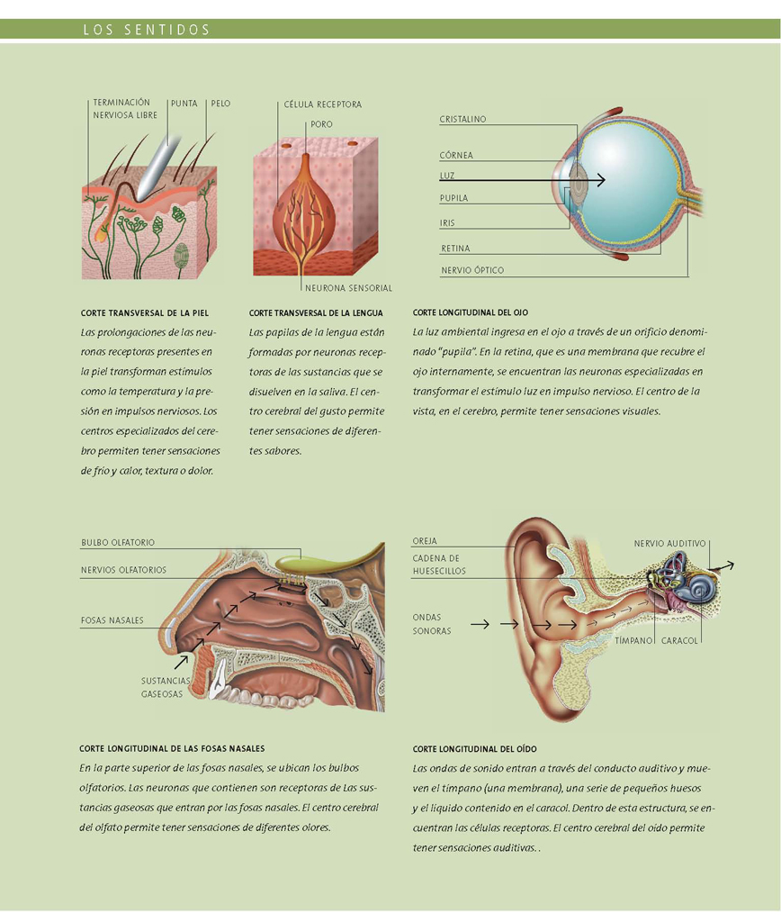Los sentidos