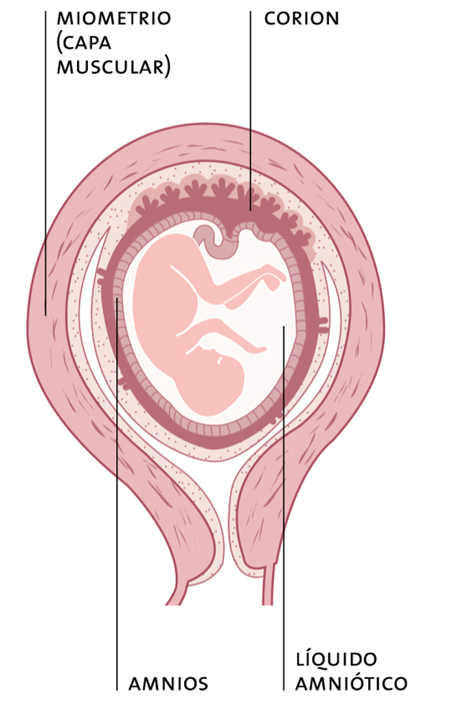 Membranas embrionarias