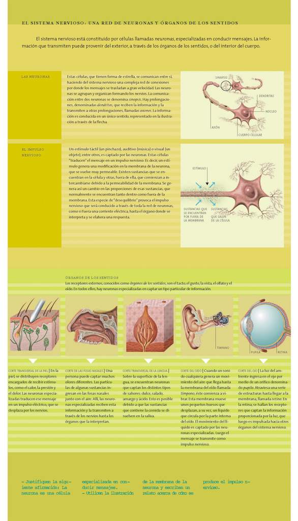 El sistema nervioso. Una red de neuronas y órganos de los sentidos