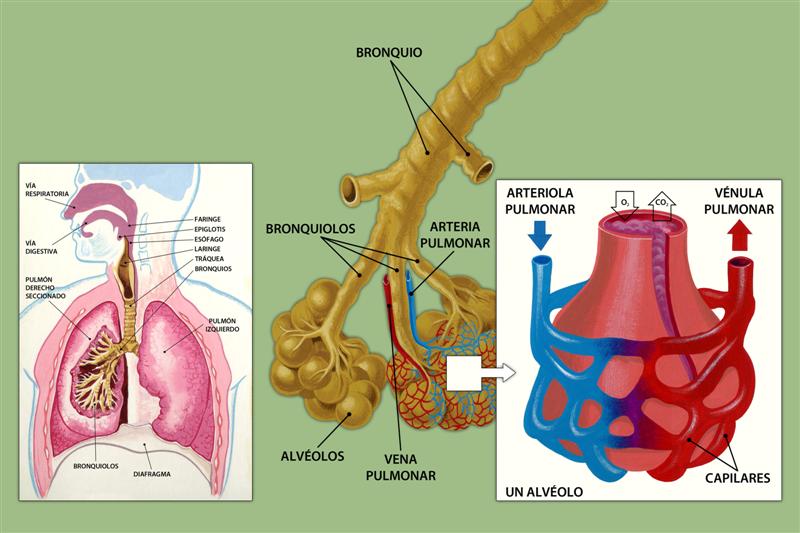 Aparato respiratorio