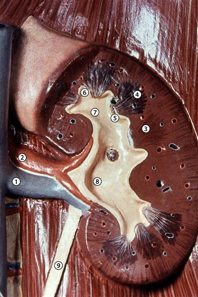 Corte longitudinal de un riñón