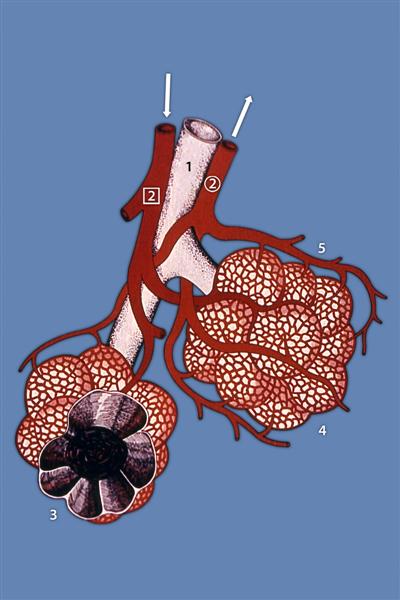 Esquema de un tejido pulmonar