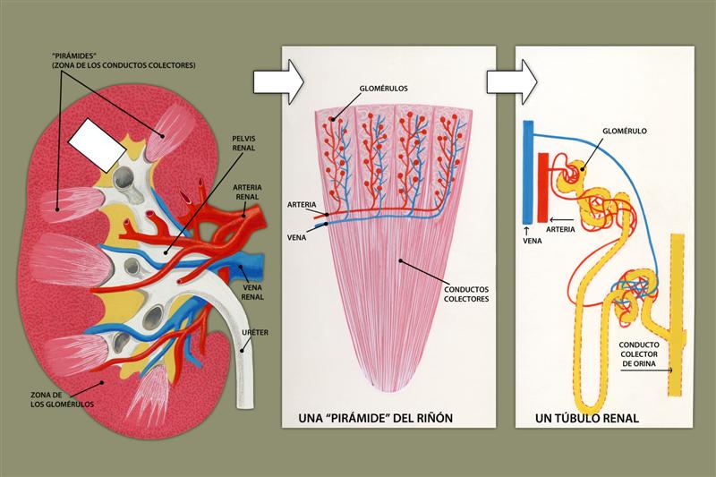 Estructura de un riñón