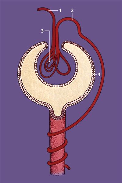 Esquema de un corpúsculo de Malpighi