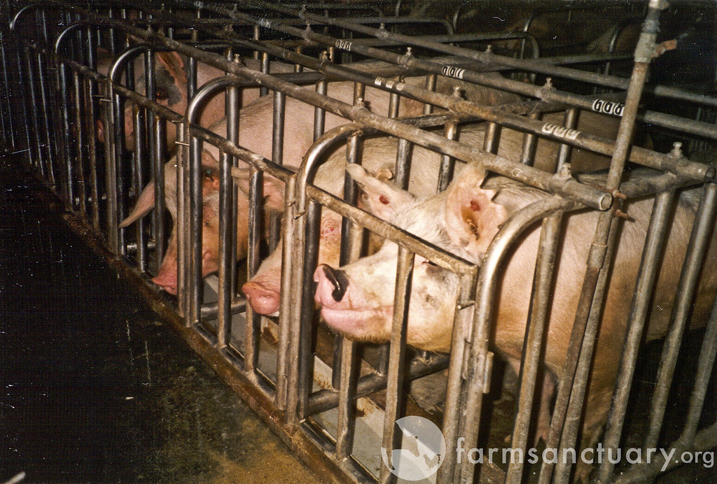 Cerdos encerrados en jaulas que tienen el ancho de su cuerpo.
