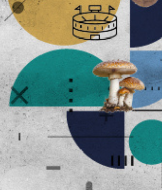 widget image
