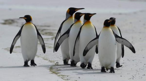 Pingüinos emperador caminan sobre un territorio helado.