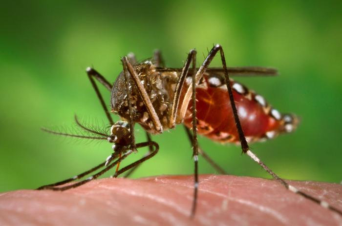 En un primer plano, un mosquito Aedes Aegypti está picando a una persona y se alimenta de sangre.
