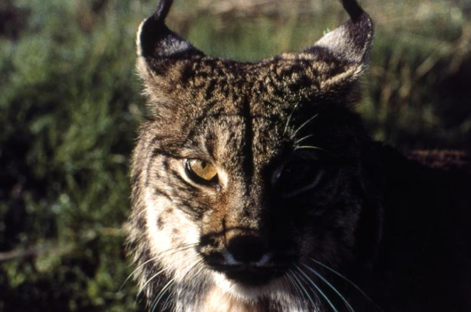 imagen de un animal carnívoro de la familia de los felinos