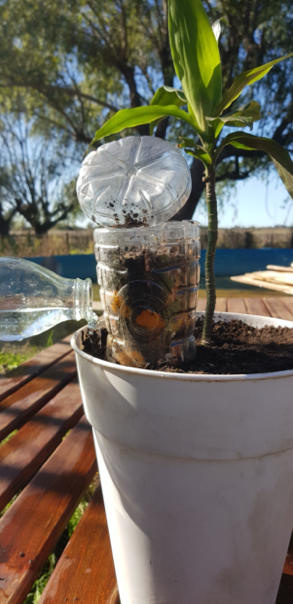 una maceta con una planta y una botella de plástico enterrada boca abajo hasta la mitad, con su base recortada abierta y rellena de tierra y restos vegetales. Además, una botella de vidrio dejando caer un chorro de agua sobre la tierra de la maceta.