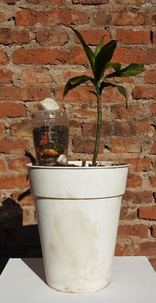 una maceta con una planta y una botella de plástico enterrada boca abajo hasta la mitad y rellena de restos vegetales y tierra, con una piedra sobre la botella para evitar que se abra su tapa.