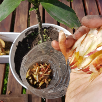 una mano con un puñado de pedacitos de cáscara de manzana colocándolo en una botella de plástico que está mitad enterrada en una maceta con una planta.